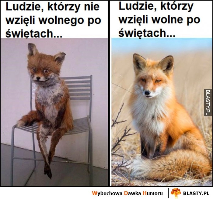 
    Ludzie którzy nie wzięli wolnego po świętach vs ludzie którzy wzięli lis lisek