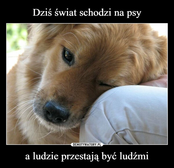 
    Dziś świat schodzi na psy a ludzie przestają być ludźmi