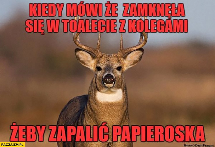 
    Kiedy mówi, że zamknęła się w toalecie z kolegami, żeby zapalić papieroska jeleń łoś