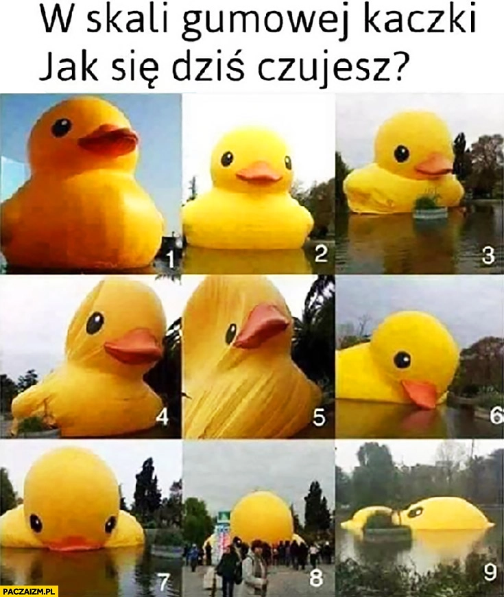 
    W skali gumowej kaczki jak się dziś czujesz od 1 do 9