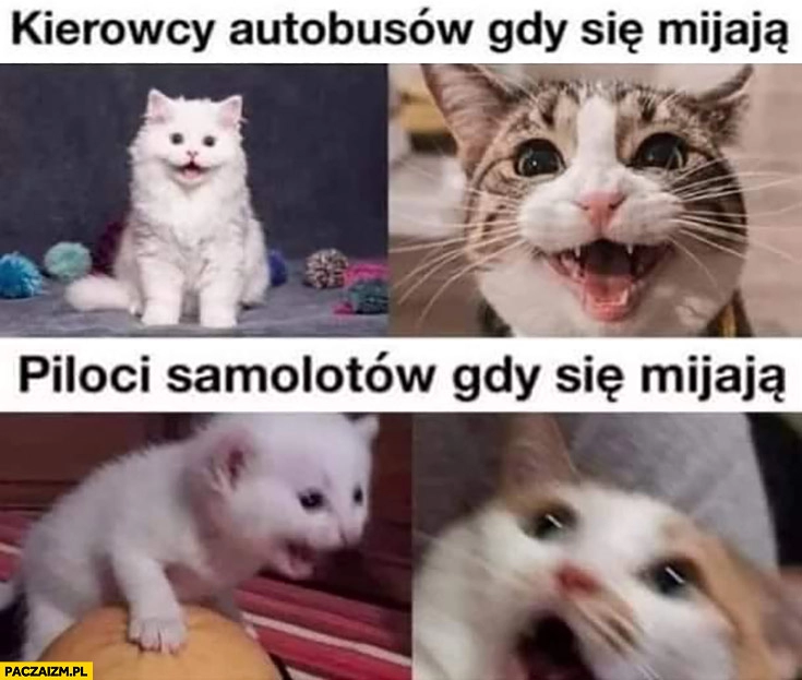 
    Kierowcy autobusów gdy się mijają vs piloci samolotów kot koty kotki