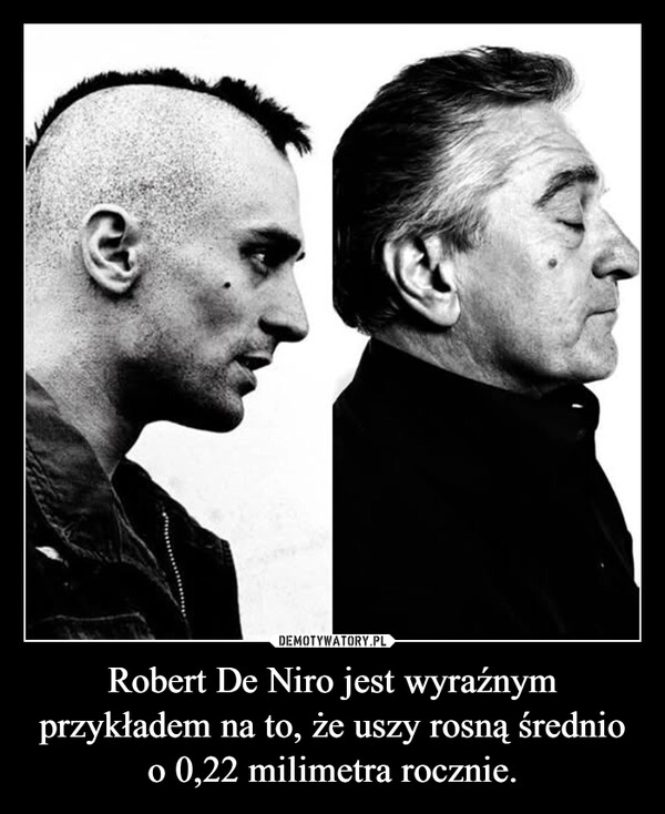 
    Robert De Niro jest wyraźnym przykładem na to, że uszy rosną średnio o 0,22 milimetra rocznie.