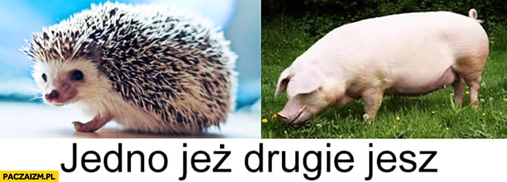 
    Jedno jeż drugie jesz jeżyk świnia