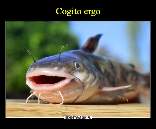 
    Cogito ergo