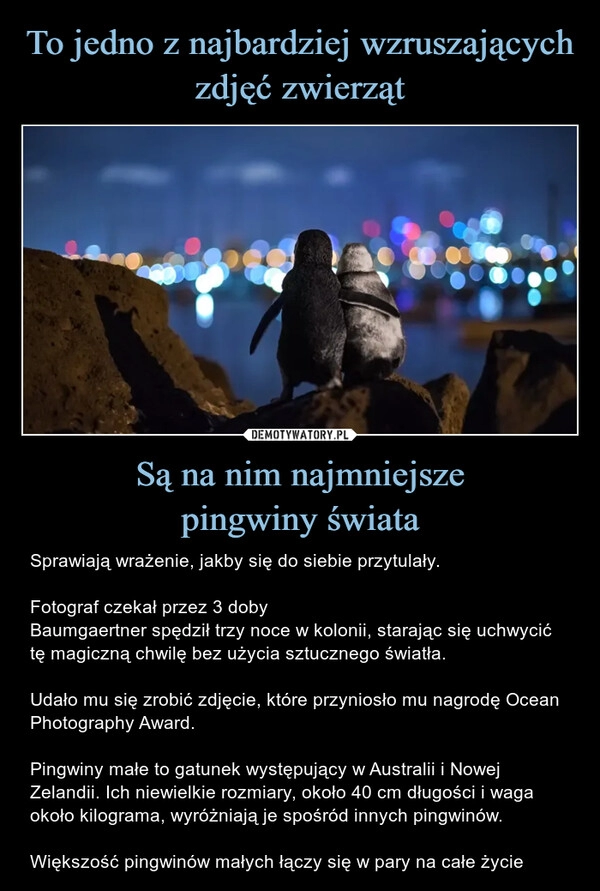 
    To jedno z najbardziej wzruszających zdjęć zwierząt Są na nim najmniejsze
pingwiny świata