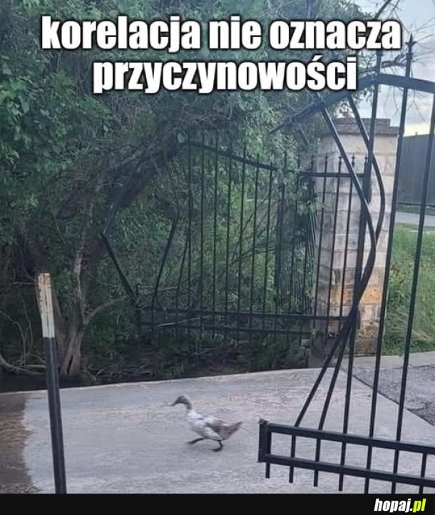 
    Kaczka