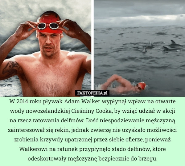 
    
			W 2014 roku pływak Adam Walker wypłynął wpław na otwarte wody nowozelandzkiej					