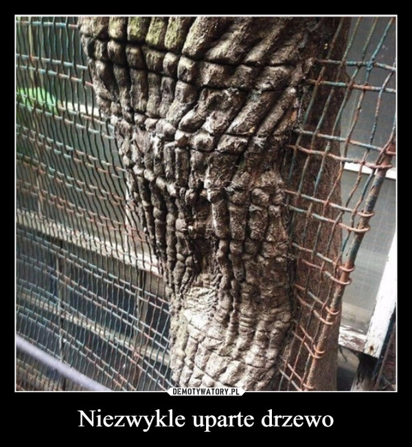 
    Niezwykle uparte drzewo