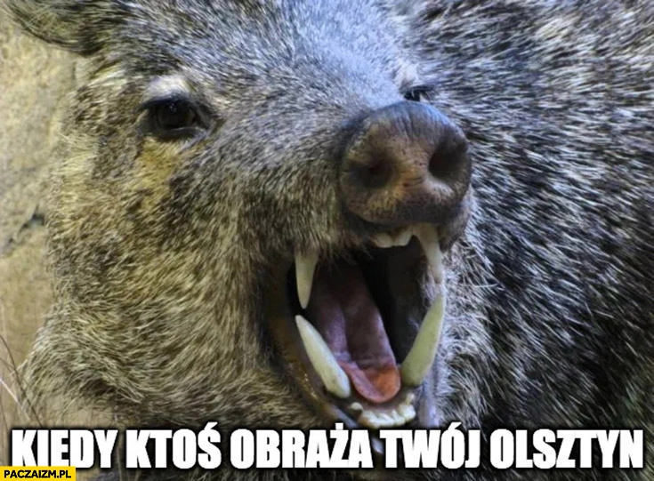 
    Kiedy ktoś obraza twój Olsztyn zły dzik
