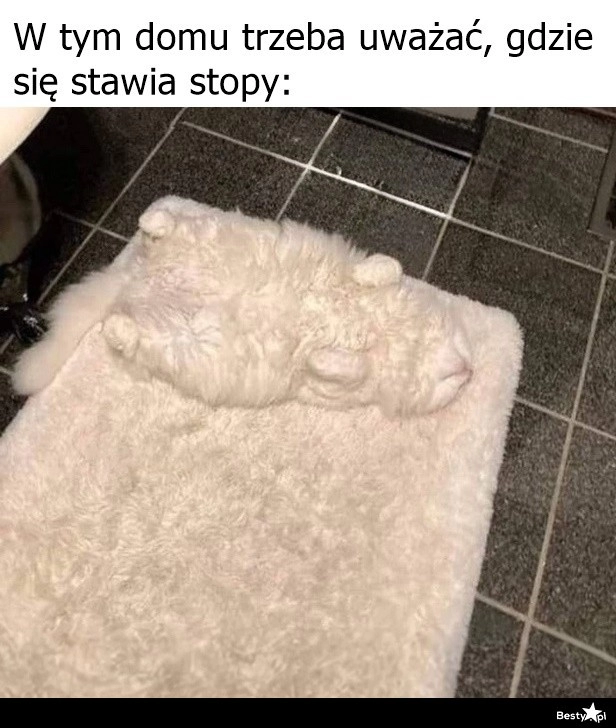 
    Kotek wtopił się w otoczenie 