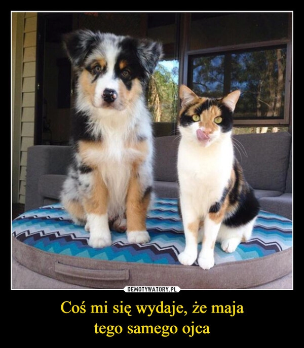 
    Coś mi się wydaje, że maja
tego samego ojca