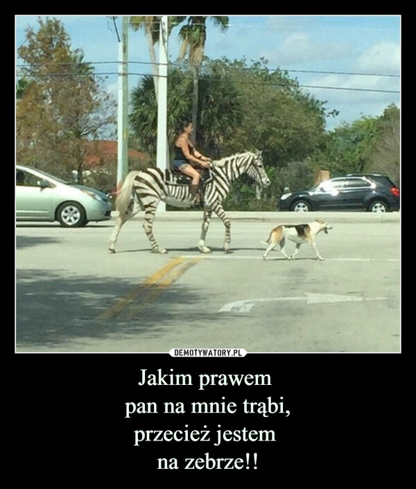 
    Jakim prawem 
pan na mnie trąbi,
przecież jestem 
na zebrze!!