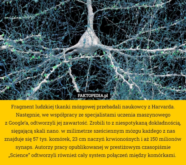 
    Fragment ludzkiej tkanki mózgowej przebadali naukowcy z Harvarda. Następnie,