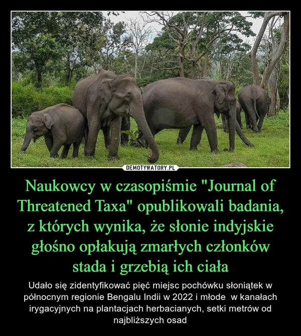 
    Naukowcy w czasopiśmie "Journal of Threatened Taxa" opublikowali badania, z których wynika, że słonie indyjskie głośno opłakują zmarłych członków stada i grzebią ich ciała