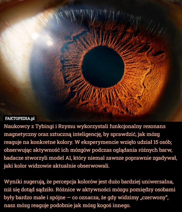 
    Naukowcy z Tybingi i Rzymu wykorzystali funkcjonalny rezonans magnetyczny