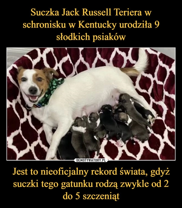 
    Suczka Jack Russell Teriera w schronisku w Kentucky urodziła 9 słodkich psiaków Jest to nieoficjalny rekord świata, gdyż suczki tego gatunku rodzą zwykle od 2 do 5 szczeniąt