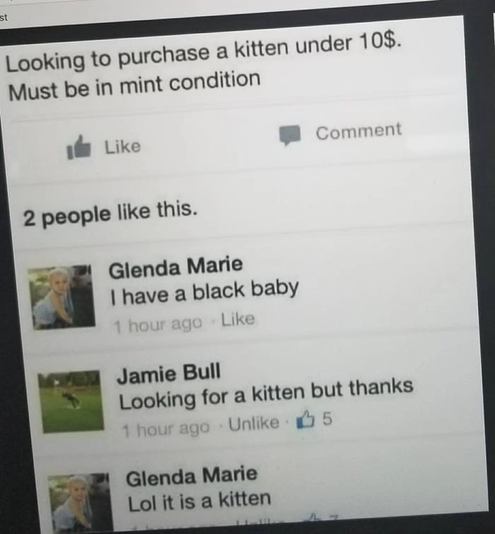 
    Kitten