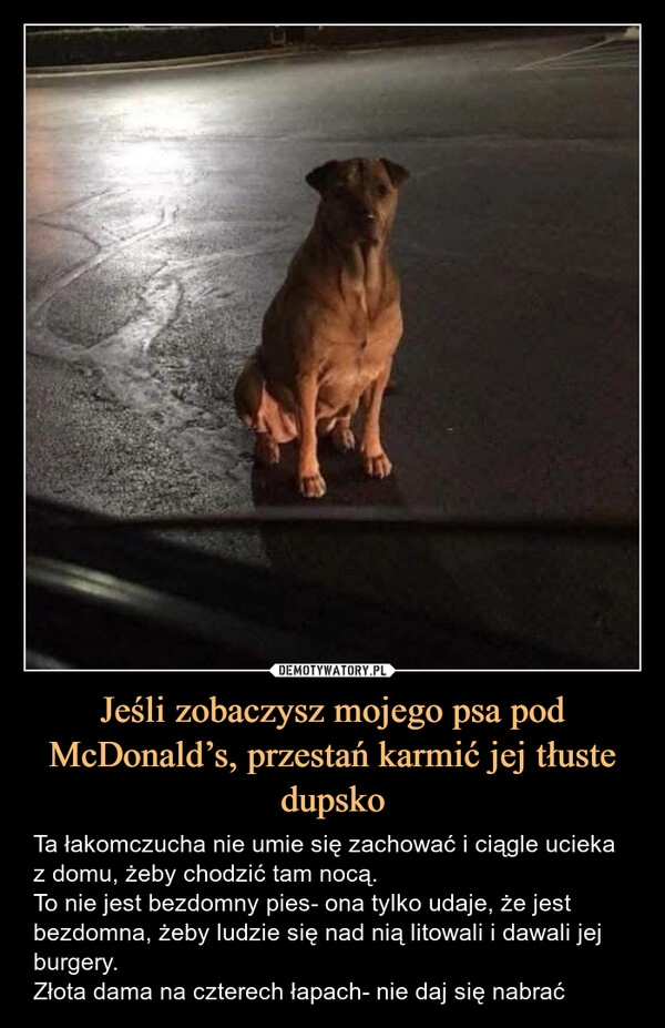 
    Jeśli zobaczysz mojego psa pod McDonald’s, przestań karmić jej tłuste dupsko