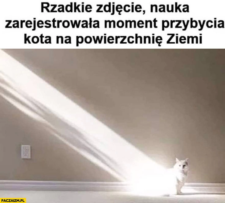 
    Rzadkie zdjęcie nauka zarejestrowała moment przybycia kota na powierzchnię Ziemi