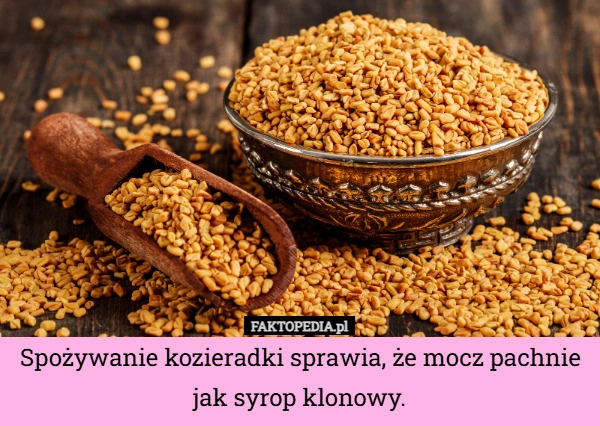 
    Spożywanie kozieradki sprawia, że mocz pachnie jak syrop klonowy.