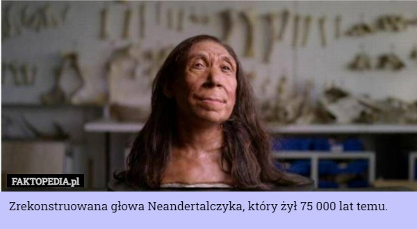 
    Zrekonstruowana głowa Neandertalczyka, który żył 75 000 lat temu.