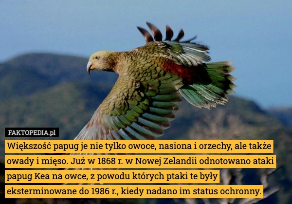 
    Większość papug je nie tylko owoce, nasiona i orzechy, ale także owady i