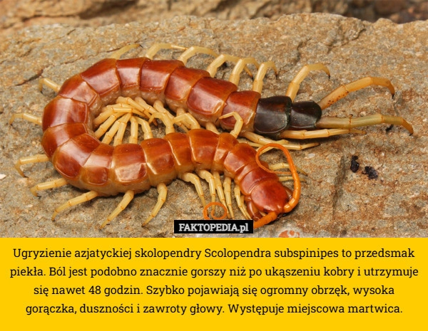 
    Ugryzienie azjatyckiej skolopendry Scolopendra subspinipes to przedsmak