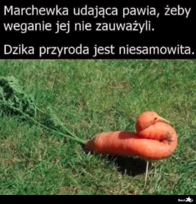 
    Marchewka udająca pawia 