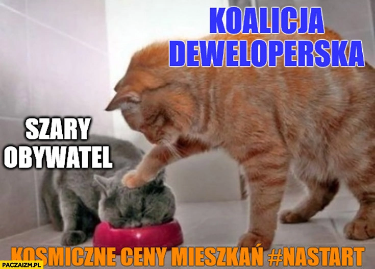 
    Koalicja deweloperska szary obywatel kosmiczne ceny mieszkań #nastart koty