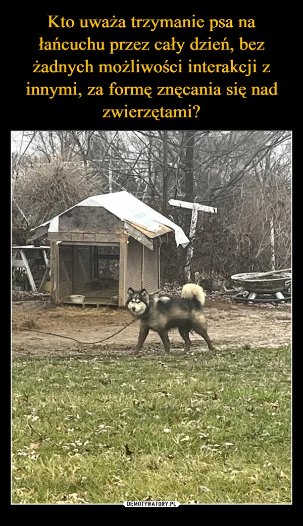 
    Kto uważa trzymanie psa na łańcuchu przez cały dzień, bez żadnych możliwości interakcji z innymi, za formę znęcania się nad zwierzętami?