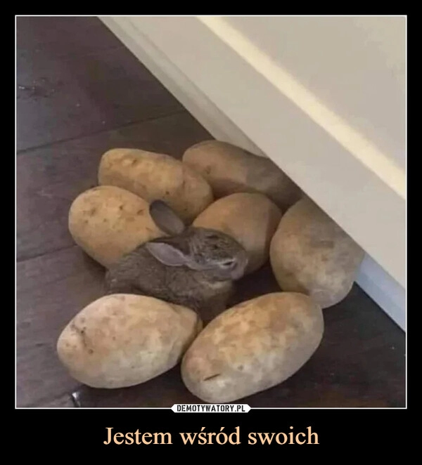 
    Jestem wśród swoich 