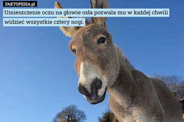 
    Umieszczenie oczu na głowie osła pozwala mu w każdej chwili widzieć wszystkie