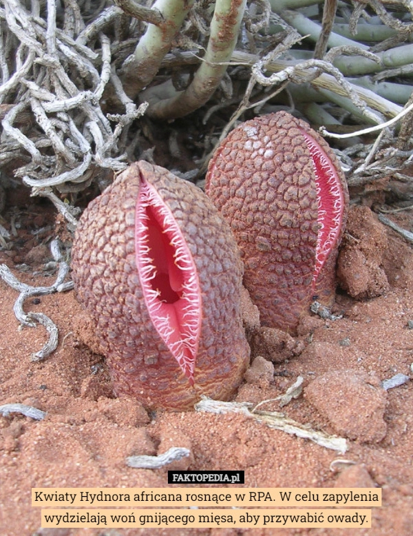 
    
			Kwiaty Hydnora africana rosnące w RPA. W celu zapylenia wydzielają woń gnijącego					