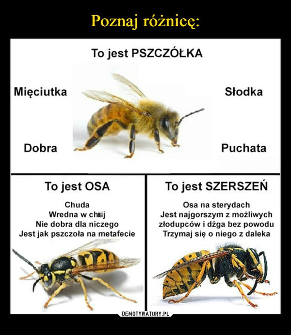 
    Poznaj różnicę: