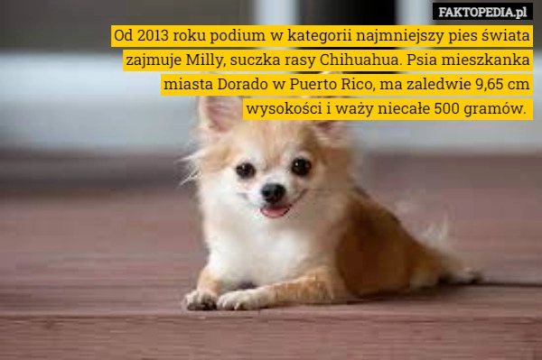 
    
			Od 2013 roku podium w kategorii najmniejszy pies świata zajmuje Milly, suczka					