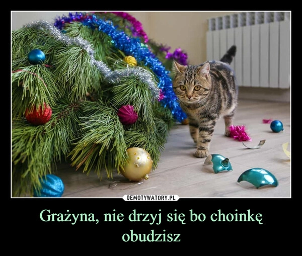 
    Grażyna, nie drzyj się bo choinkę obudzisz