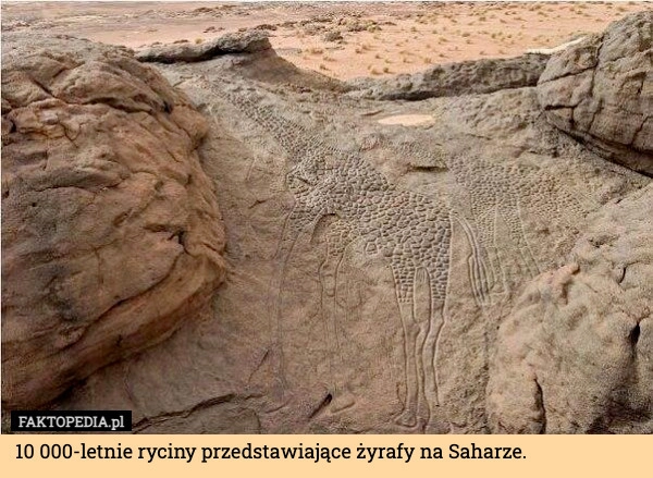
    10 000-letnie ryciny przedstawiające żyrafy na Saharze.