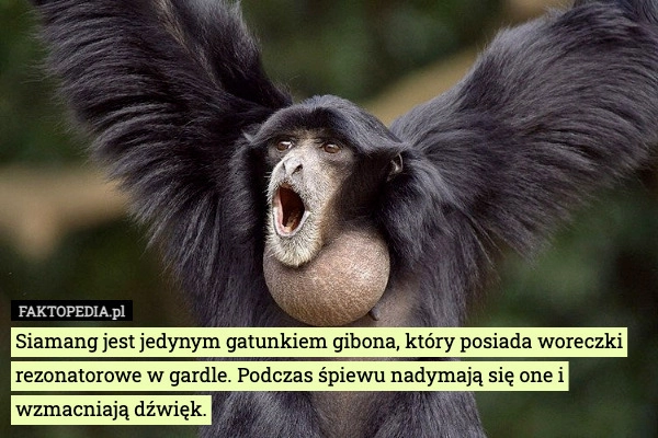 
    Siamang jest jedynym gatunkiem gibona, który posiada woreczki rezonatorowe