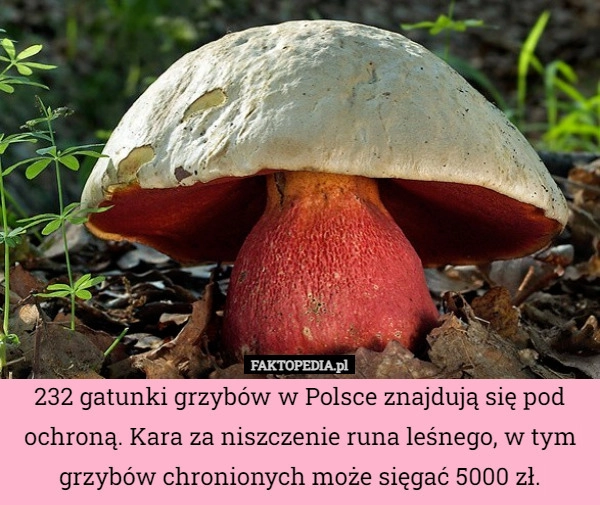 
    232 gatunki grzybów w Polsce znajdują się pod ochroną. Kara za niszczenie