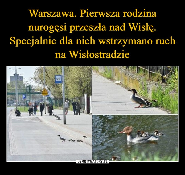 
    Warszawa. Pierwsza rodzina nurogęsi przeszła nad Wisłę. Specjalnie dla nich wstrzymano ruch na Wisłostradzie