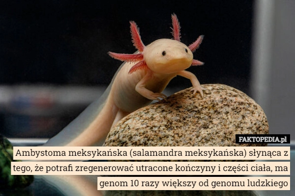 
    Ambystoma meksykańska (salamandra meksykańska) słynąca z tego, że potrafi