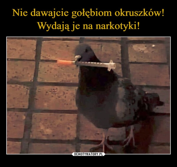 
    Nie dawajcie gołębiom okruszków! Wydają je na narkotyki!