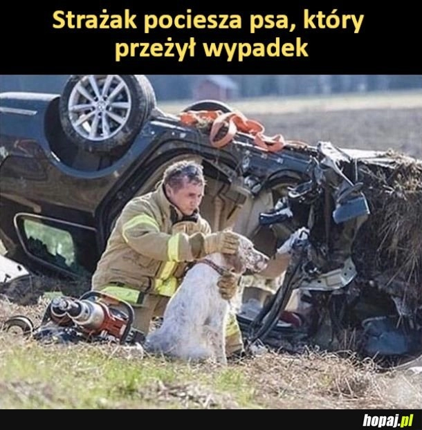 
    Strażak pocieszający psa po wypadku