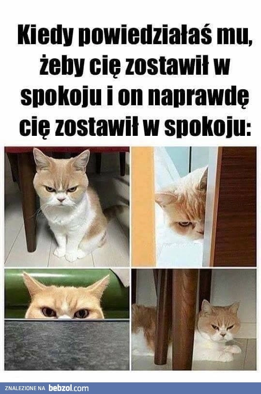 
    Śmieszny kotek