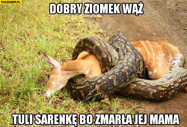 
    Dobry ziomek wąż tuli sarenkę bo zmarła jej mama