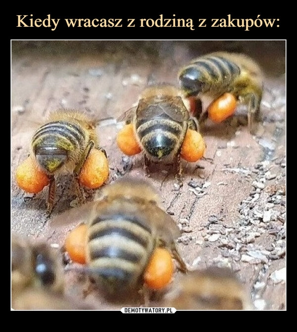 
    Kiedy wracasz z rodziną z zakupów: