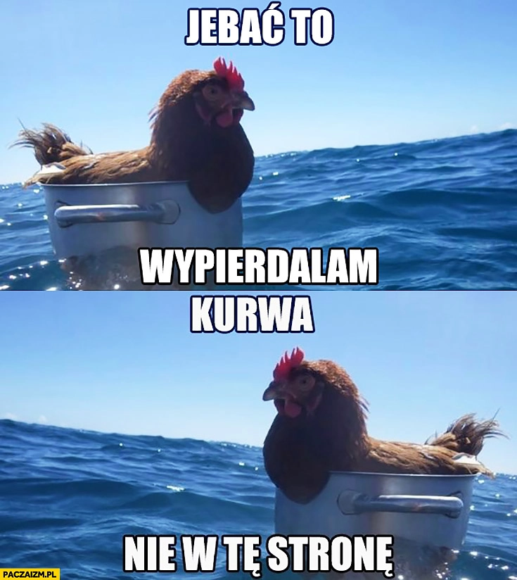 Kura w garnku na morzu płynie, jechać to wypierdzielam, kurna nie w tę stronę