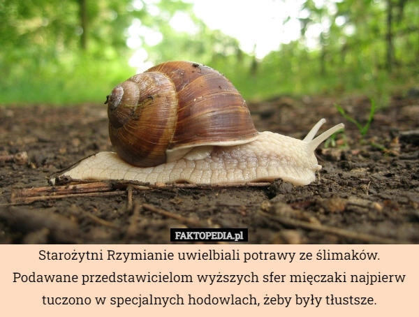 
    Starożytni Rzymianie uwielbiali potrawy ze ślimaków. Podawane przedstawicielom