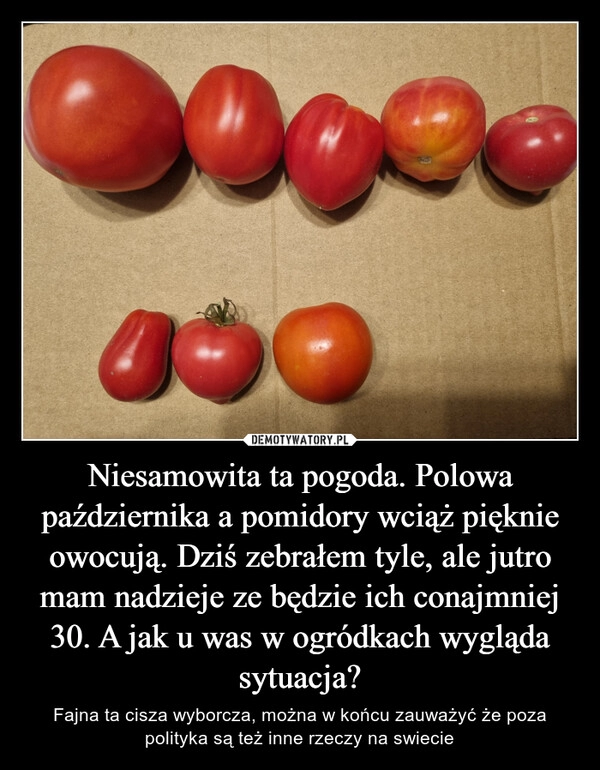 
    Niesamowita ta pogoda. Polowa października a pomidory wciąż pięknie owocują. Dziś zebrałem tyle, ale jutro mam nadzieje ze będzie ich conajmniej 30. A jak u was w ogródkach wygląda sytuacja?