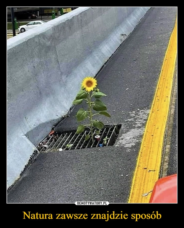 
    Natura zawsze znajdzie sposób